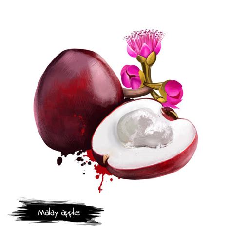 Makopa Vectors & Illustrations for Free Download .
